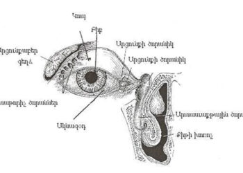 Արցունքաբեր Գեղձերու Կազմուածք Եւ Արցունքոտութիւն