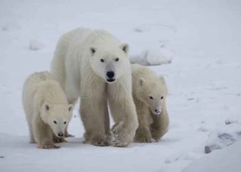 Արջուկին Որդեգրած Ձագուկը